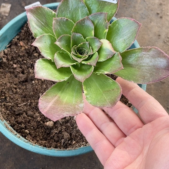 195魅影七彩多肉植物法师