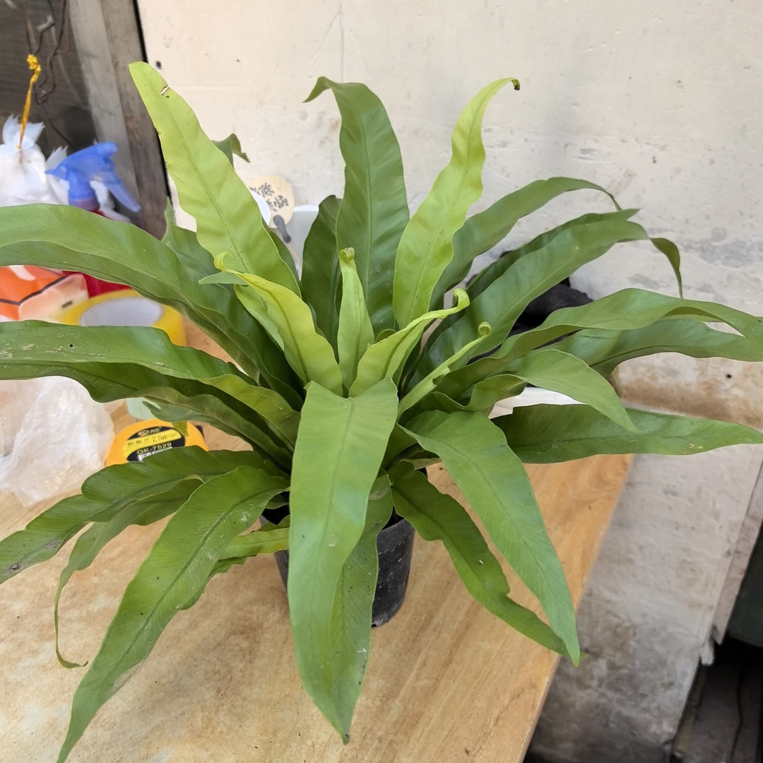 云南发货鸟巢蕨盆栽室内绿植耐阴易
