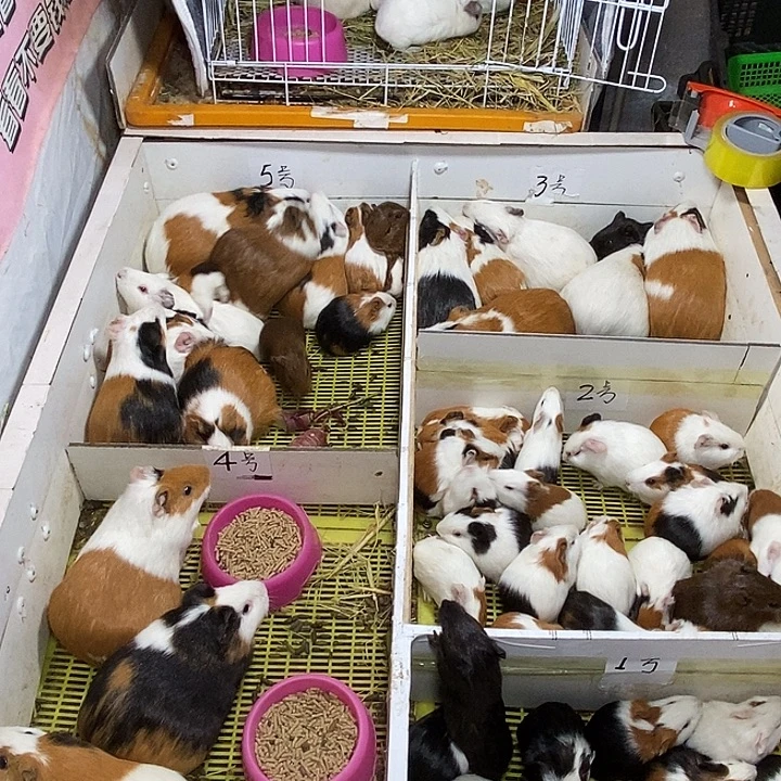 豚鼠直播间选一只大猪截图发货