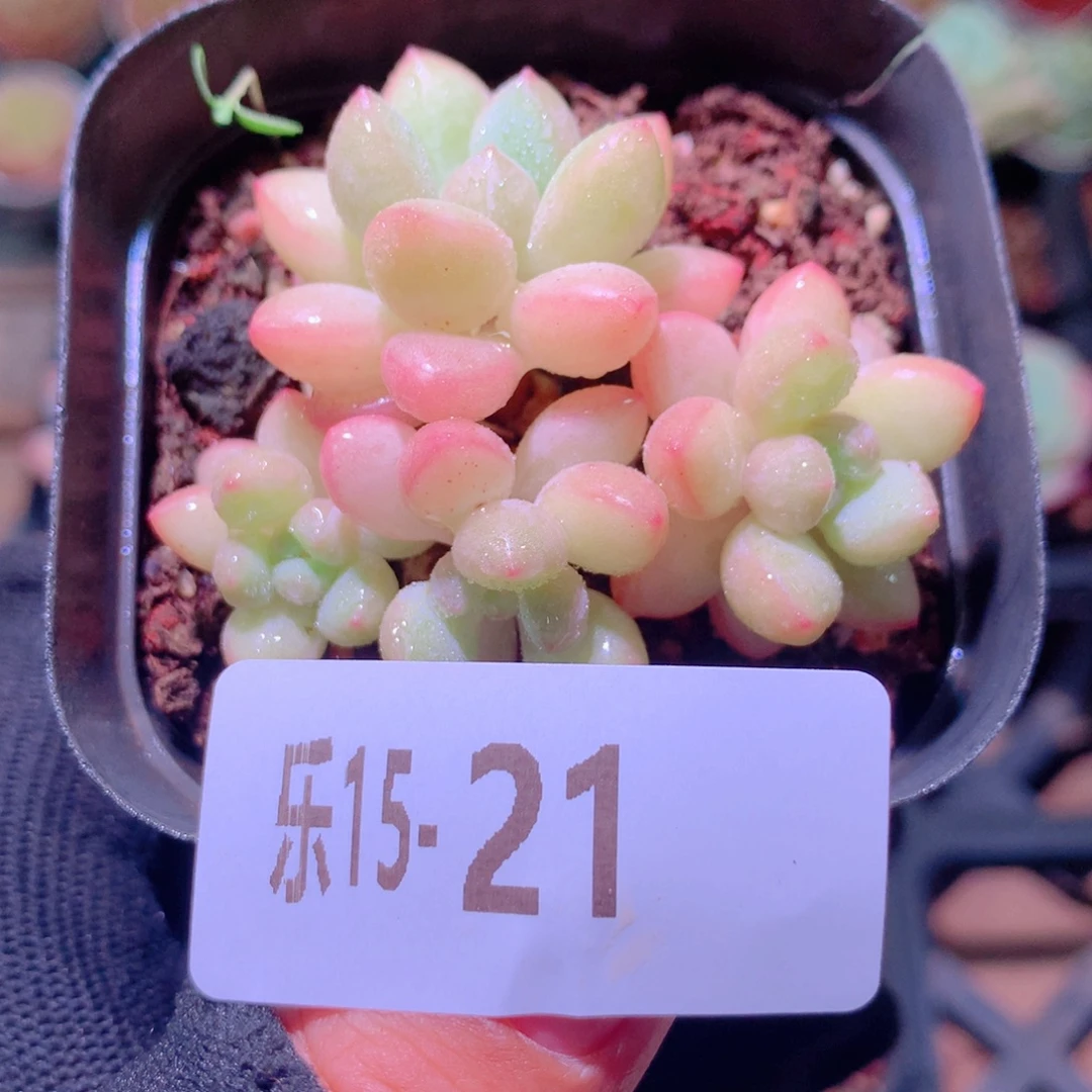 乐然15-21 泡泡糖