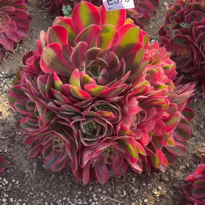 578女巫多肉植物