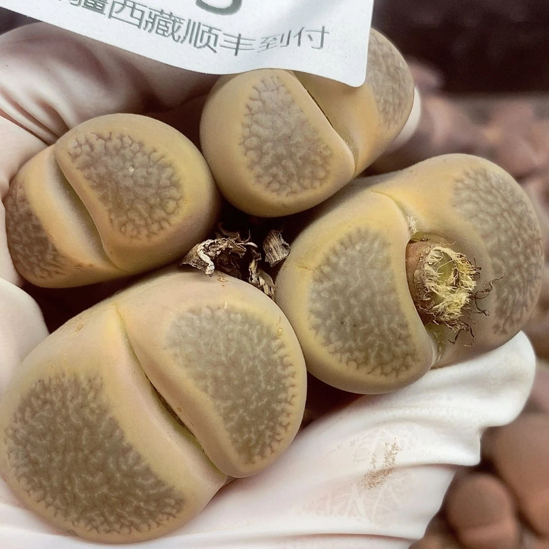 我们还不一定在一次373