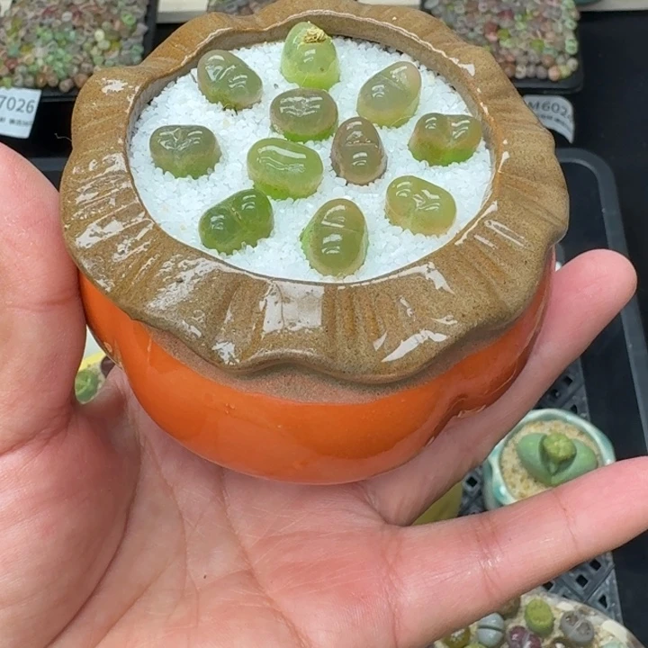 6012零下地区记得拍保温箱