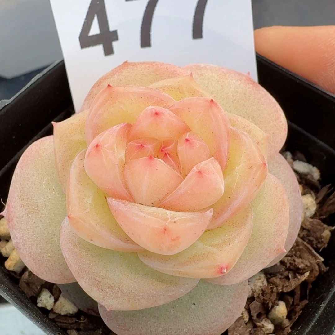 冰淇淋         多肉植物