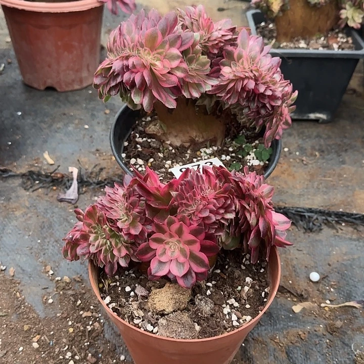 *****两个缀化多肉植物0973