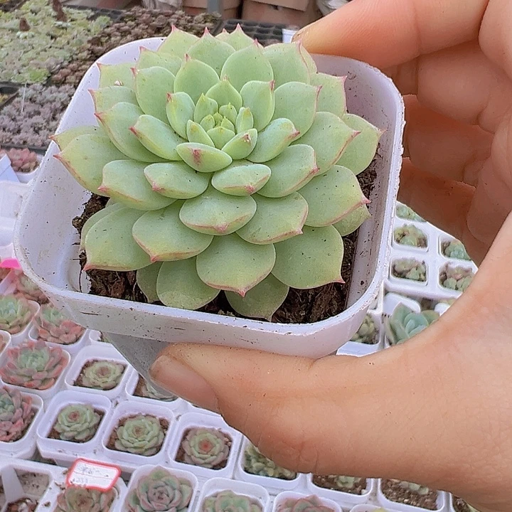 熊猫脸带盆19包邮