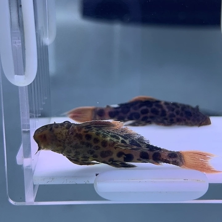 工具鱼帝王血钻2条5厘米