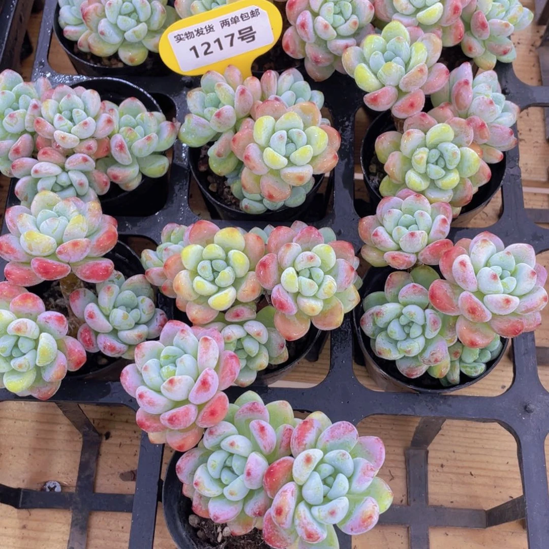1217号 老桩樱花罗琦劳尔多头群一个