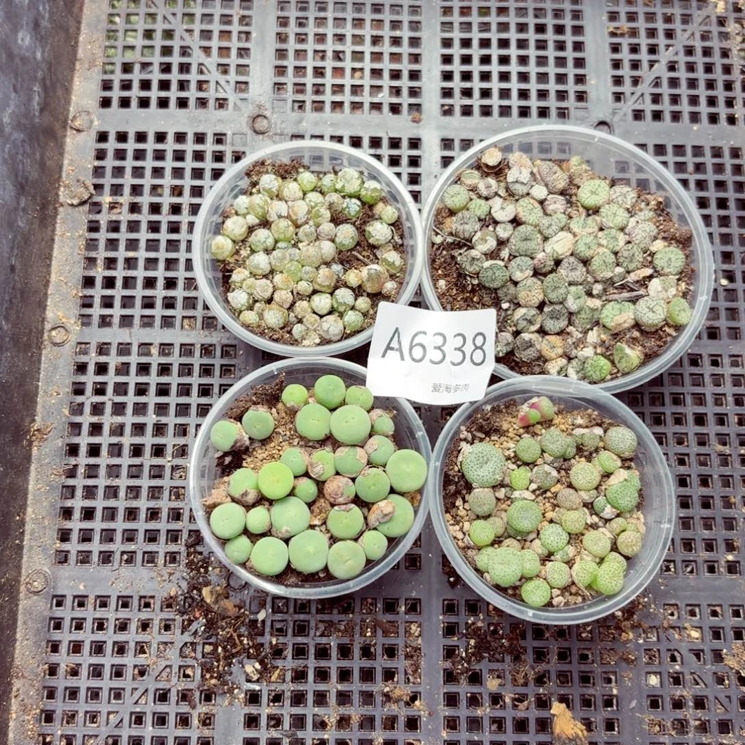 6338–生石花 生石花