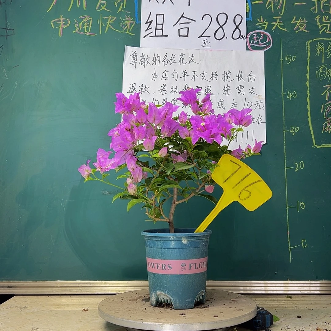 当前无花栽培后可以开花  巴西紫  716