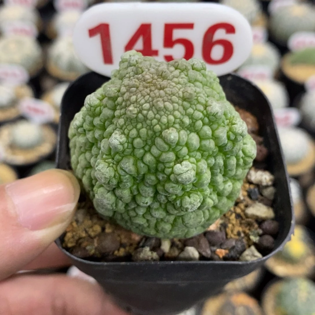 1456六愣哥斯拉凝体玉