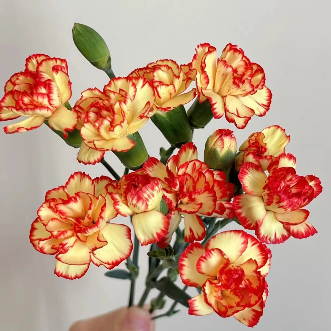 多头橘色康乃馨1把（无售后）