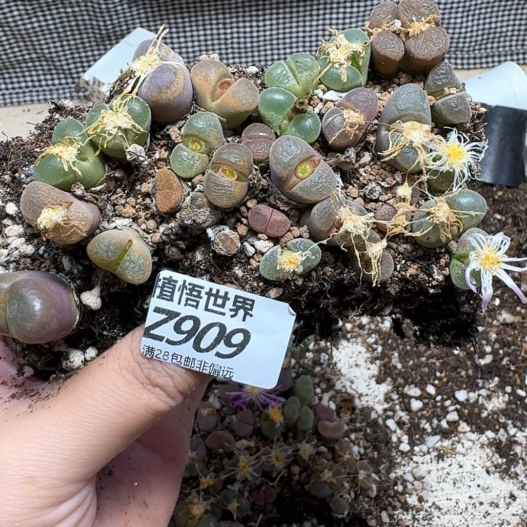 多肉植物的润泽fghh