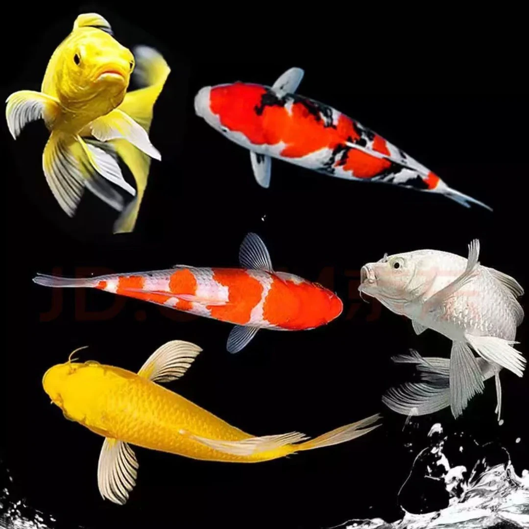 留养级三色锦鲤鱼观赏鱼好养耐活冷水淡水鱼适合家养