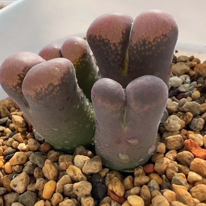 多肉优选韩系红风18号