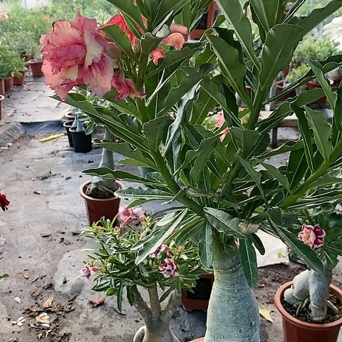 【闪购商品】无花朵肉**华