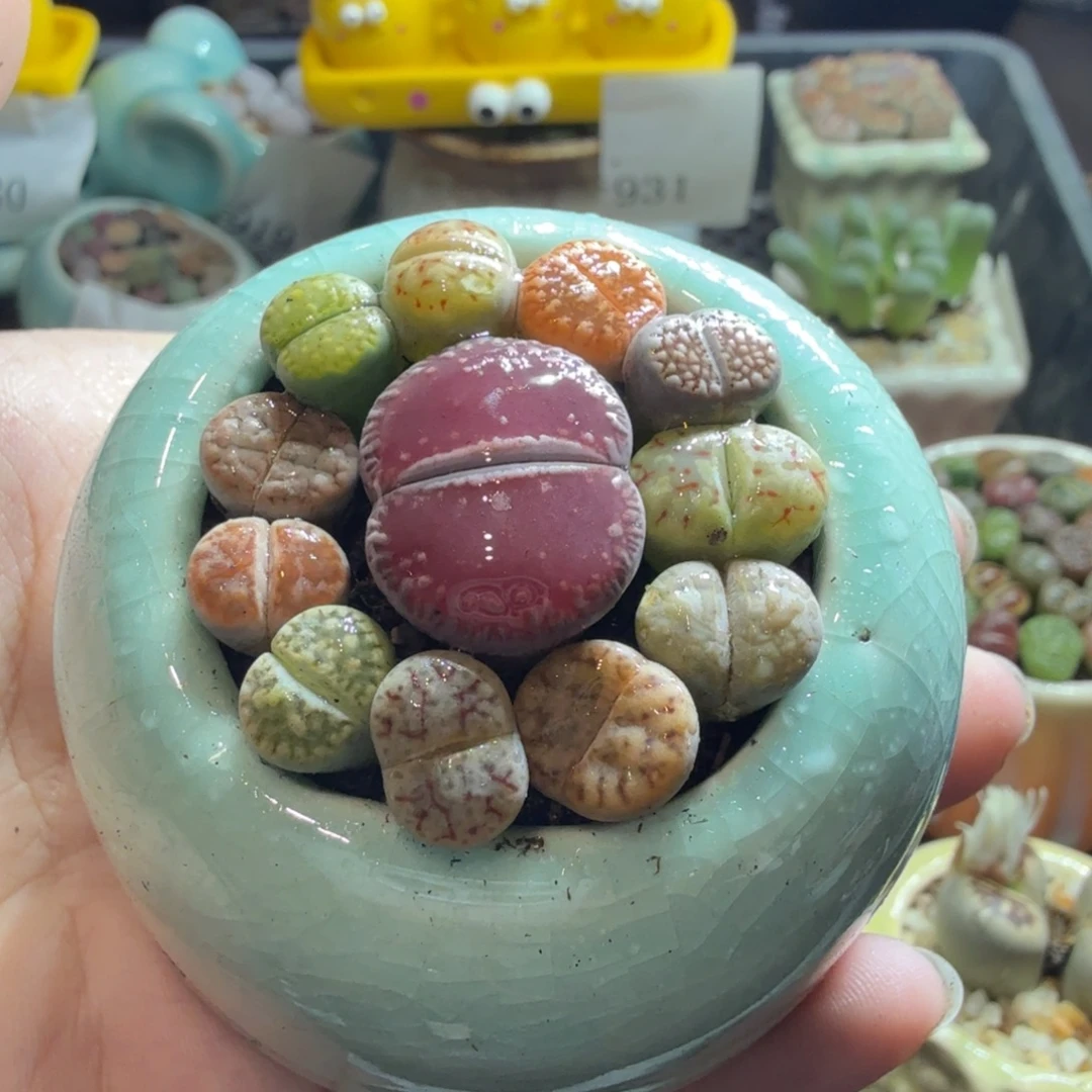 多肉葡萄的味道真的933