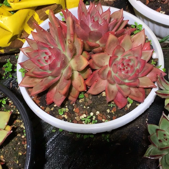 美肉特价活动开始啦