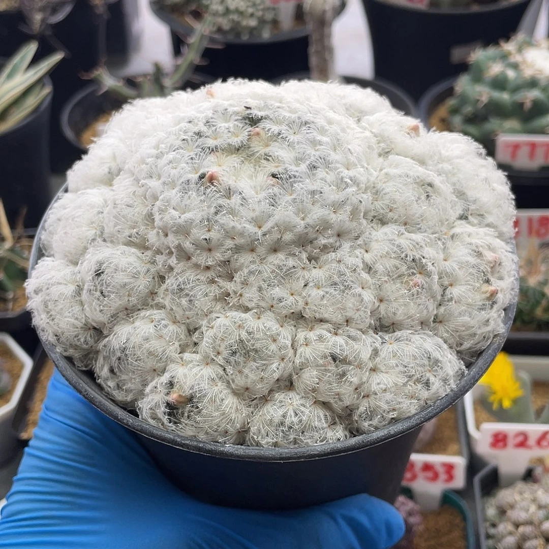 实生日系佛头白星粉花