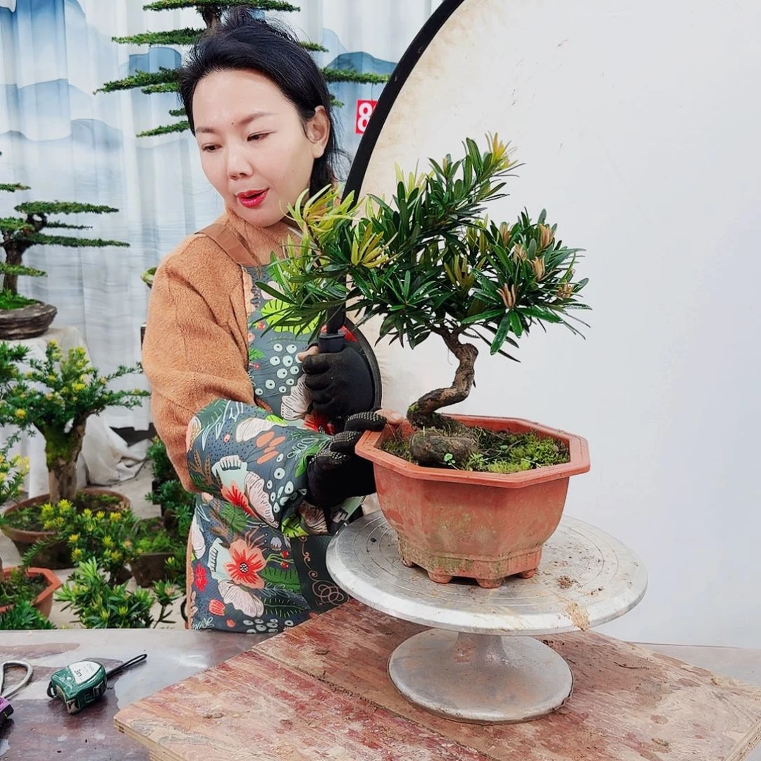 绿植罗汉松一物一拍