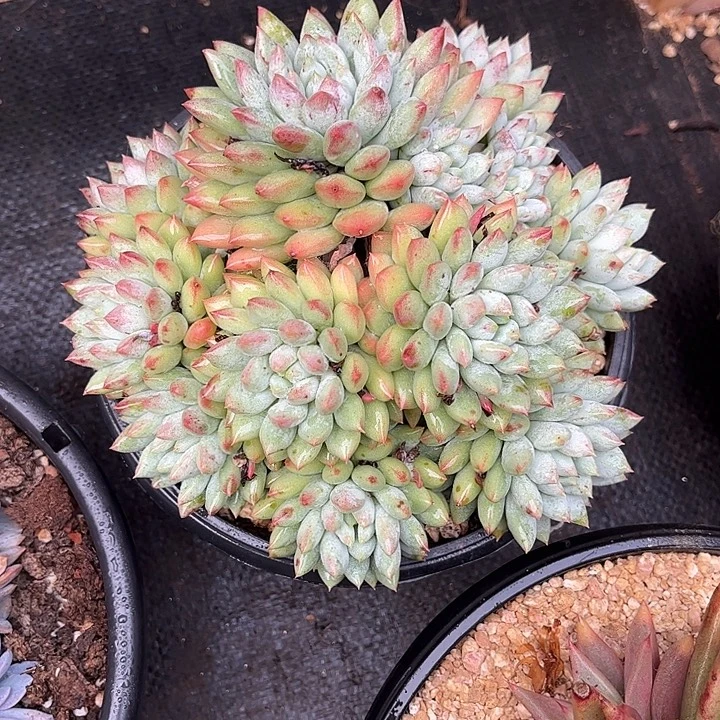 多肉植物一物一拍