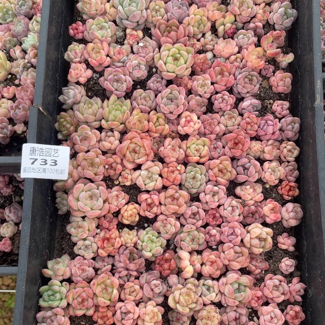 珍妮混一物一拍733….