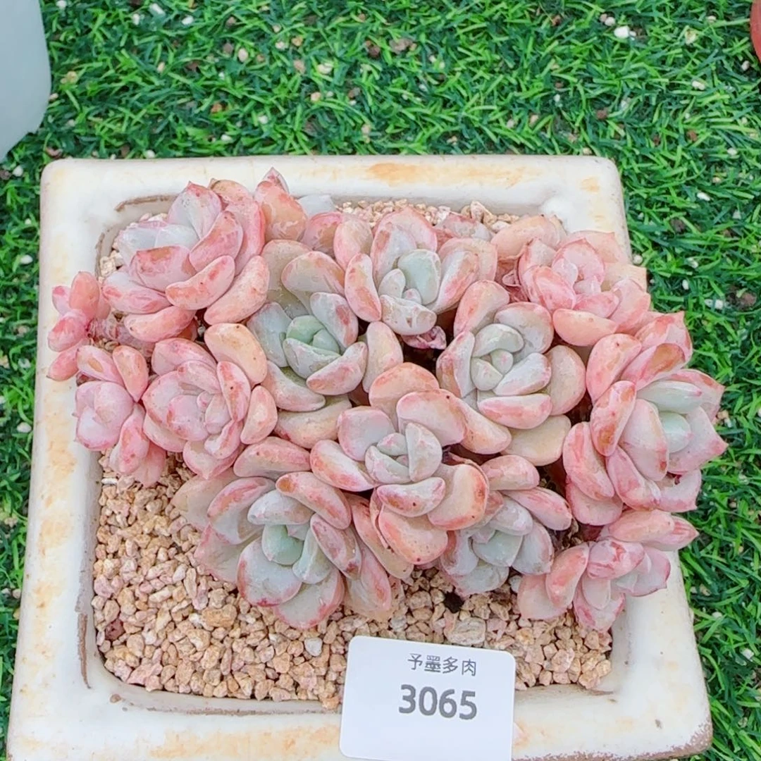 千山雪，3065多肉植物