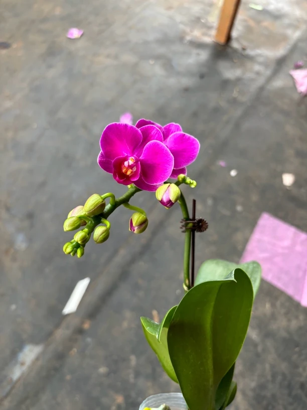 蝴蝶兰———(吉娃娃)(任意两颗包邮只拍一颗发苗)