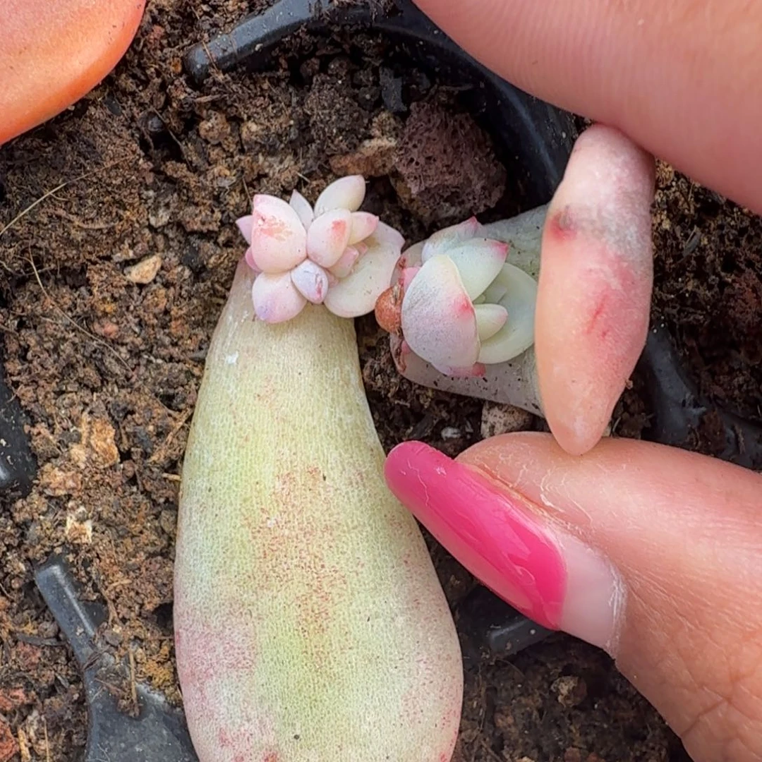 伊丽莎白锦一刻腹轮锦