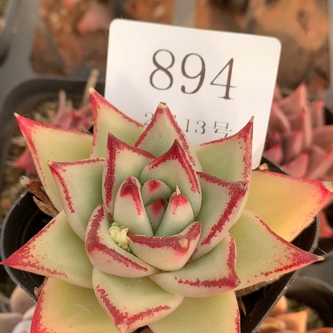 【闪购商品】云894