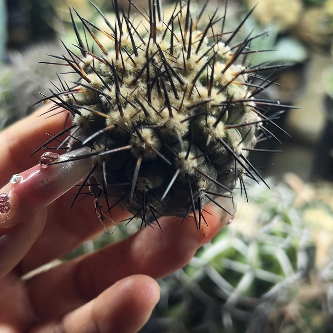 黑王仙人球666666666