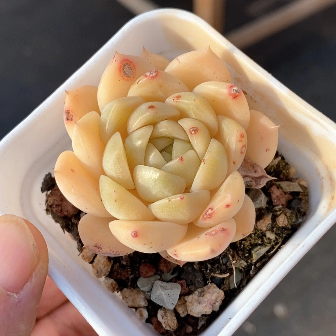 精品多肉一物一拍151