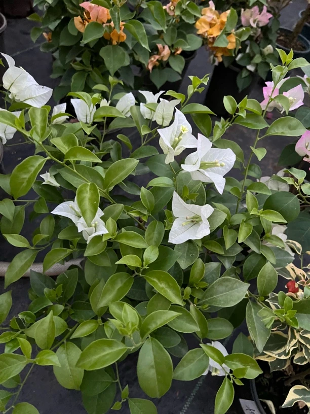 三角梅盆栽庭院绿植四季开花勤花好养易活带花发货