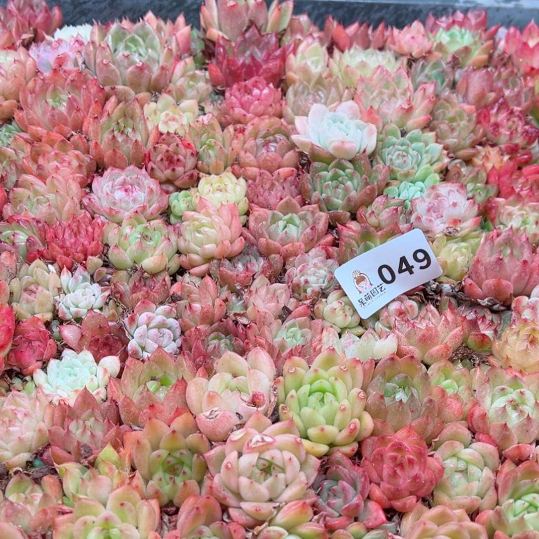 辣**枝多肉植物多肉植物