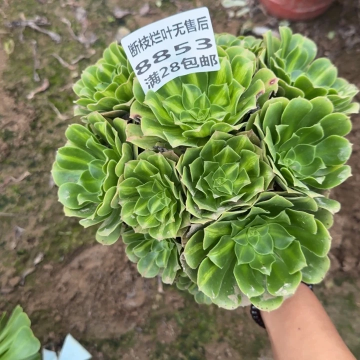 8853二号棚五彩琉璃F