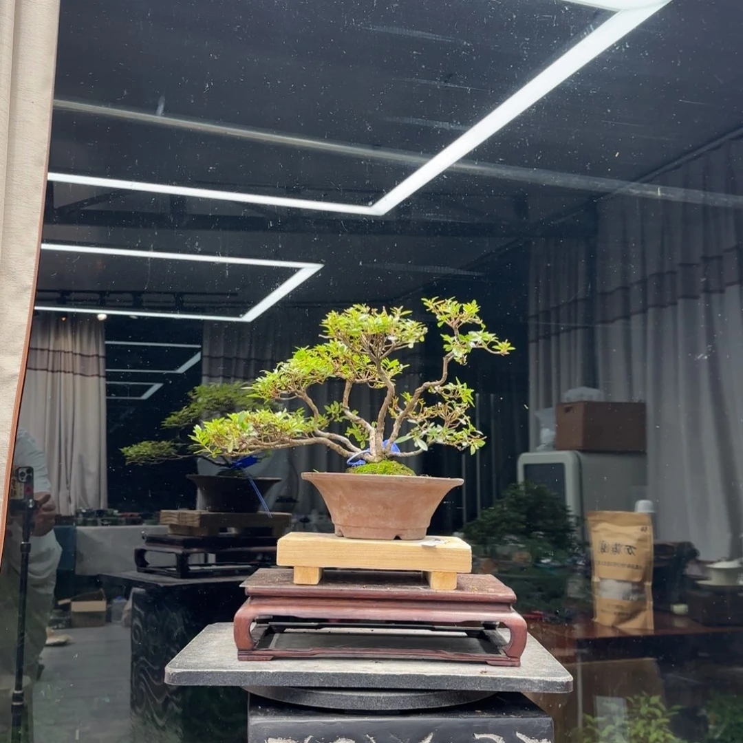 小***周无花朵花卉苗木4577