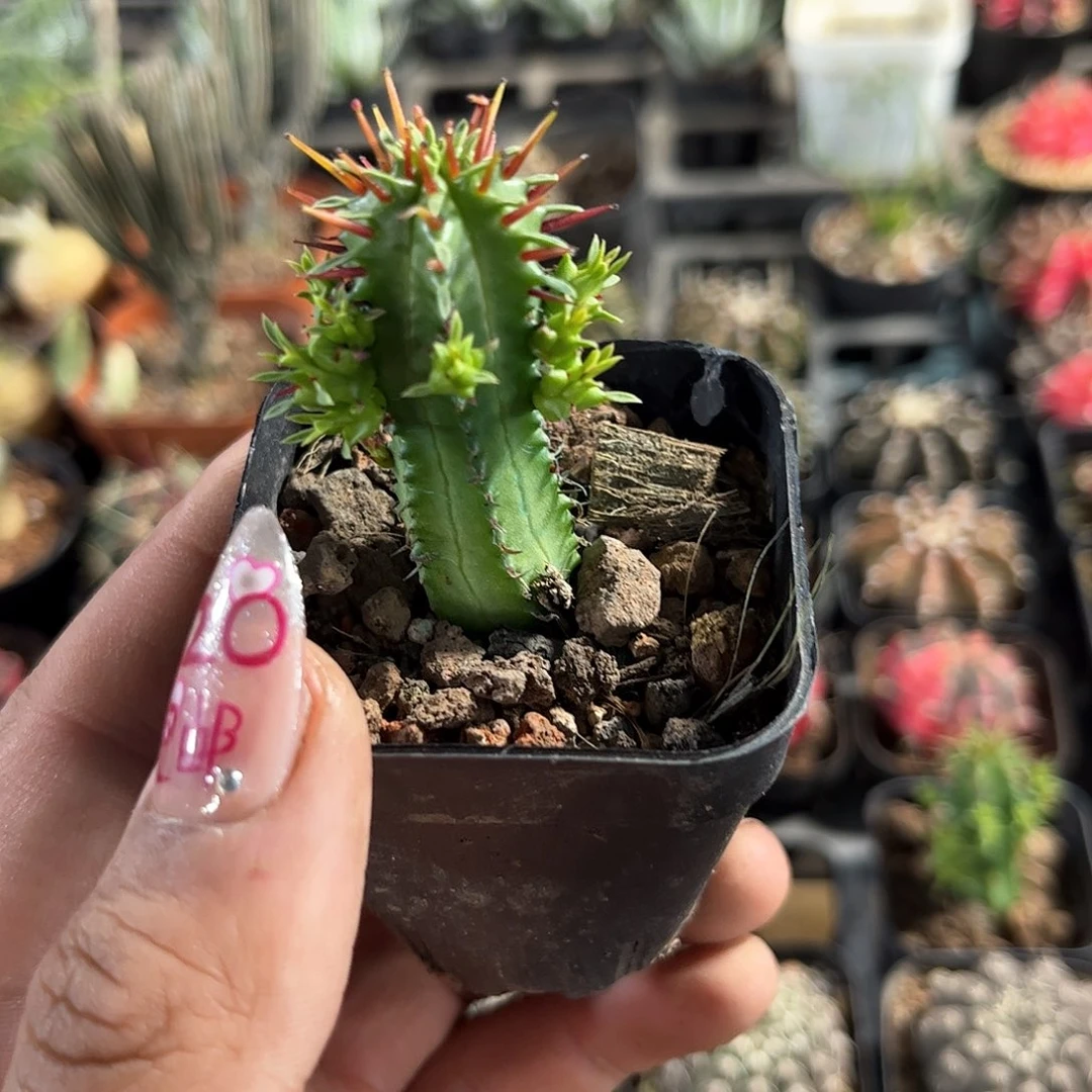 红刺麒麟有根发货有根发货