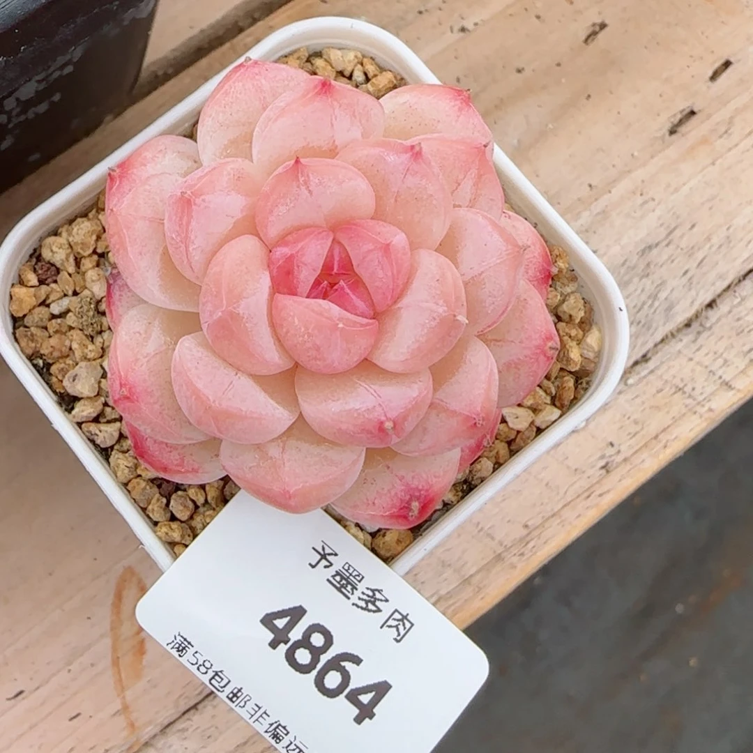 三**丽美心，4864多肉植物