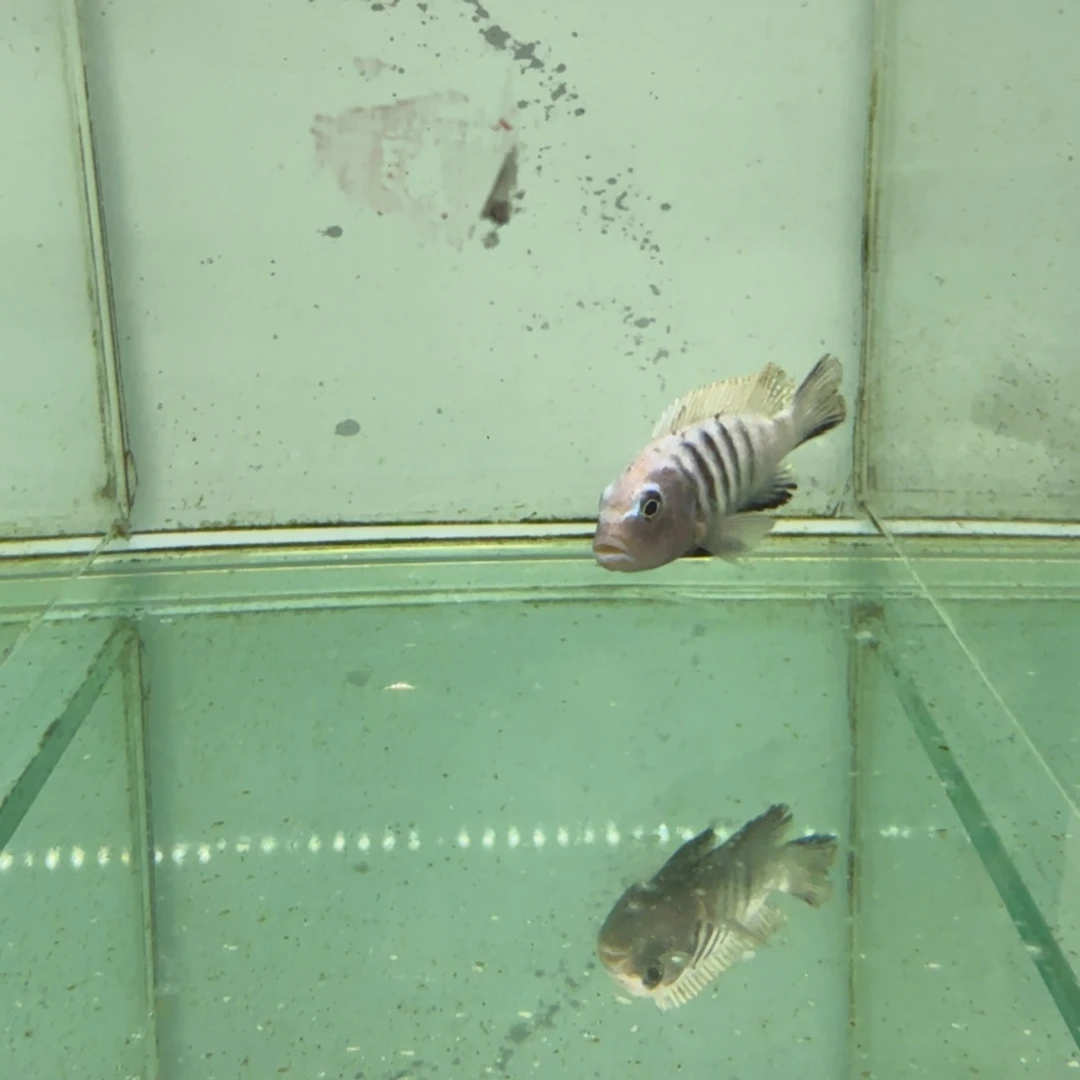 固***见海水1058蓬勃斑马。