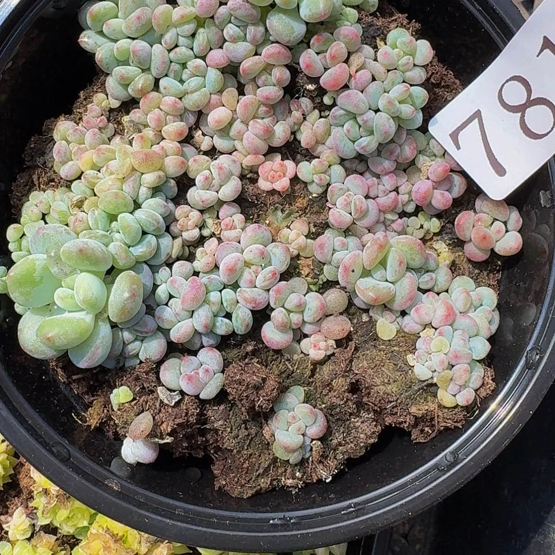 多肉植物多肉植物781