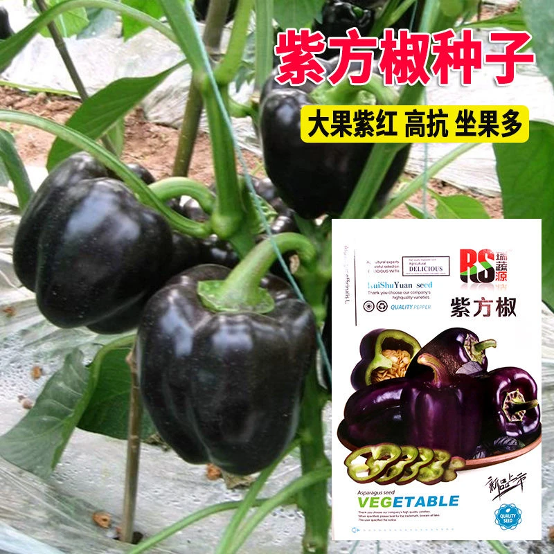 紫方椒菜椒种子不辣春秋耐热肉厚紫菜椒籽易种植农田菜园蔬菜种子