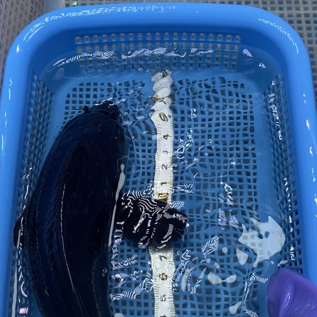 锦鲤冷水锦鲤包邮