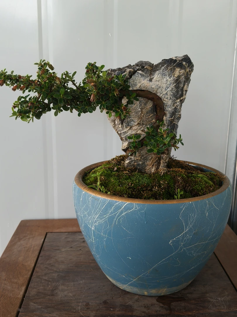 手工订制室内绿植花卉盆景随形发货