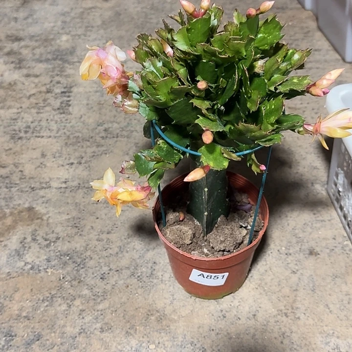 李***芳大部分开放少量花苞851嫁接黄色