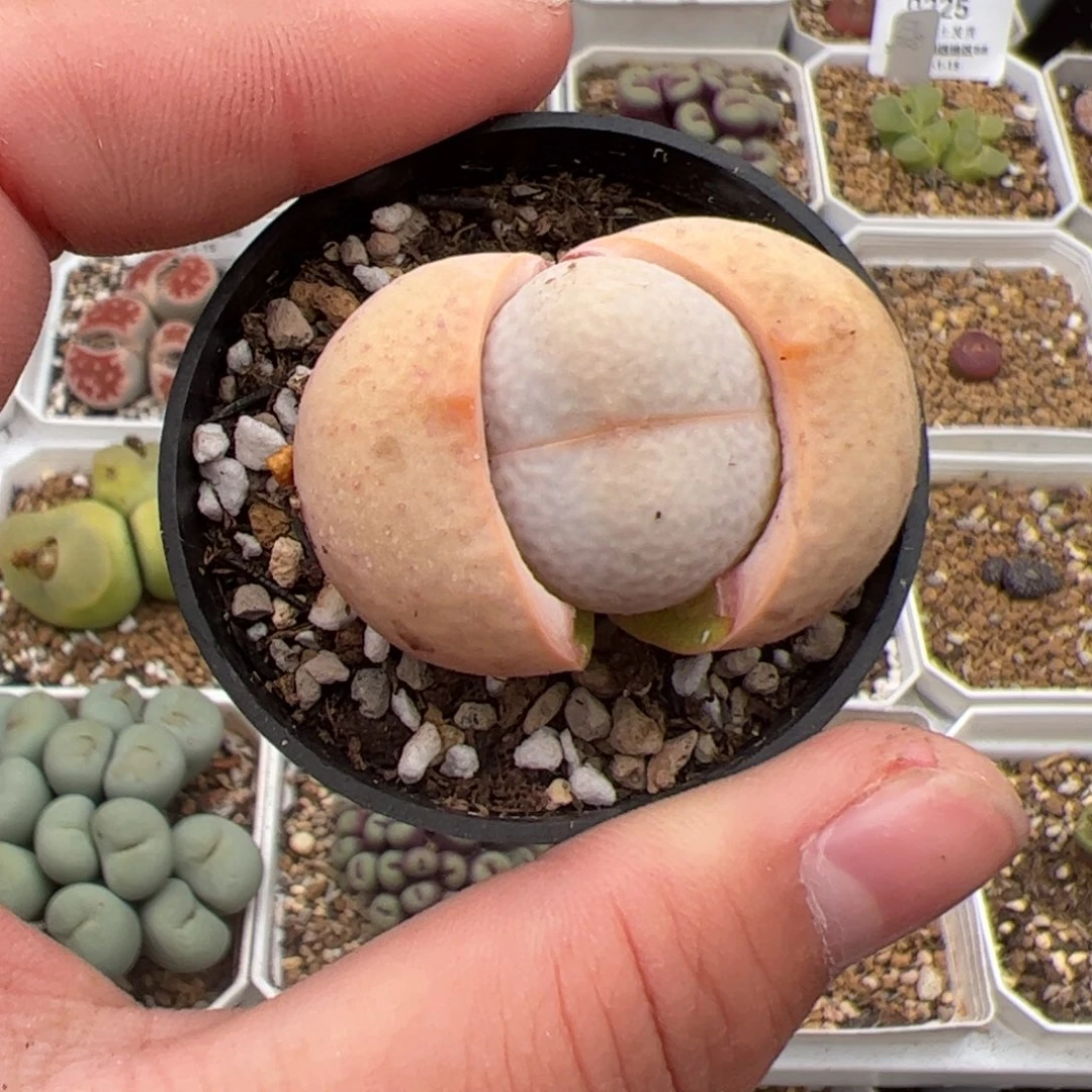 团*?0262号高尔夫 多肉植物