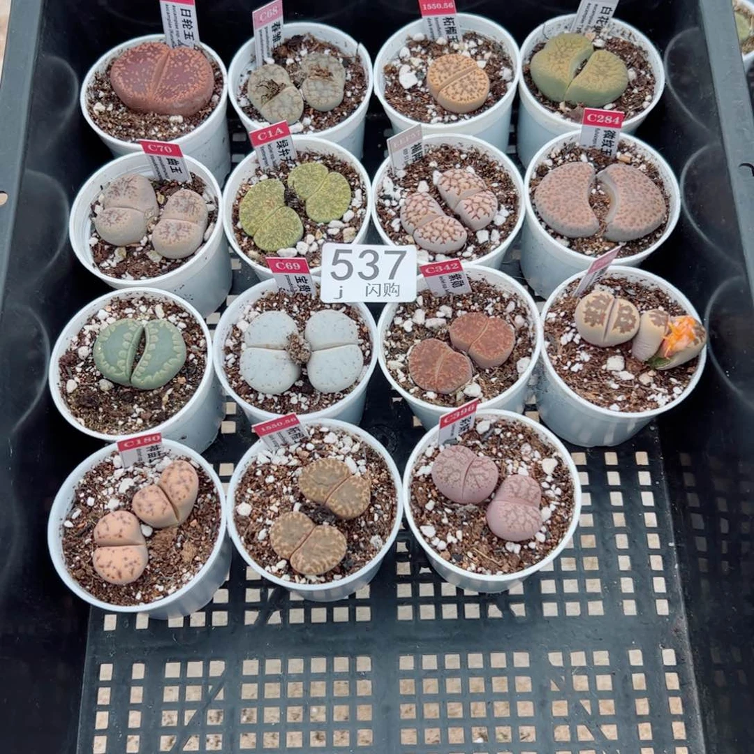 无花朵恰*我很喜欢这个J537