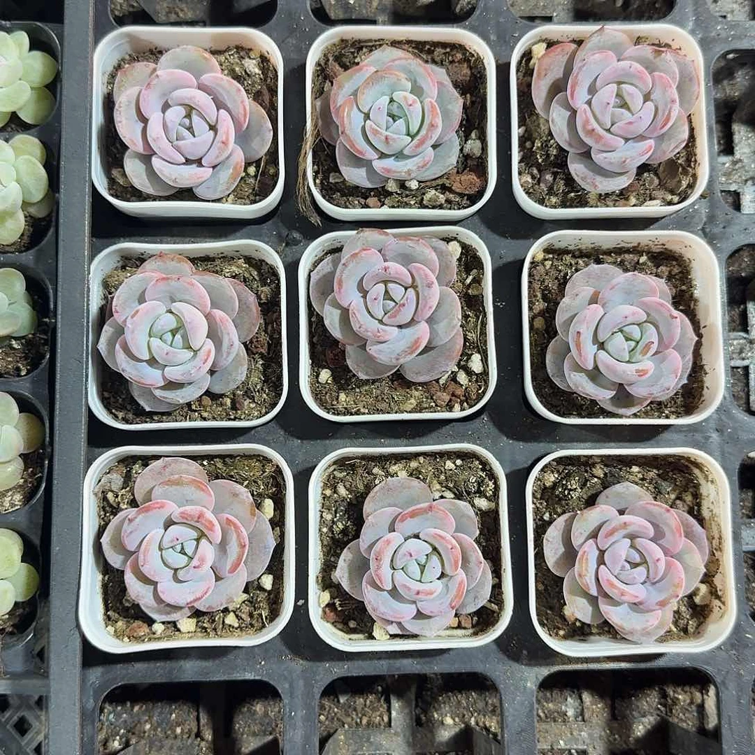 零一物一拍专拍链接