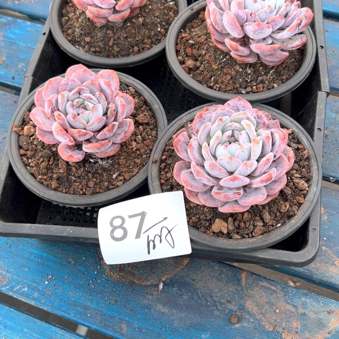 丽*872¥；好吃哈吃