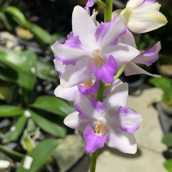 小***粒完全开放粉猫猫 2.8寸 带花