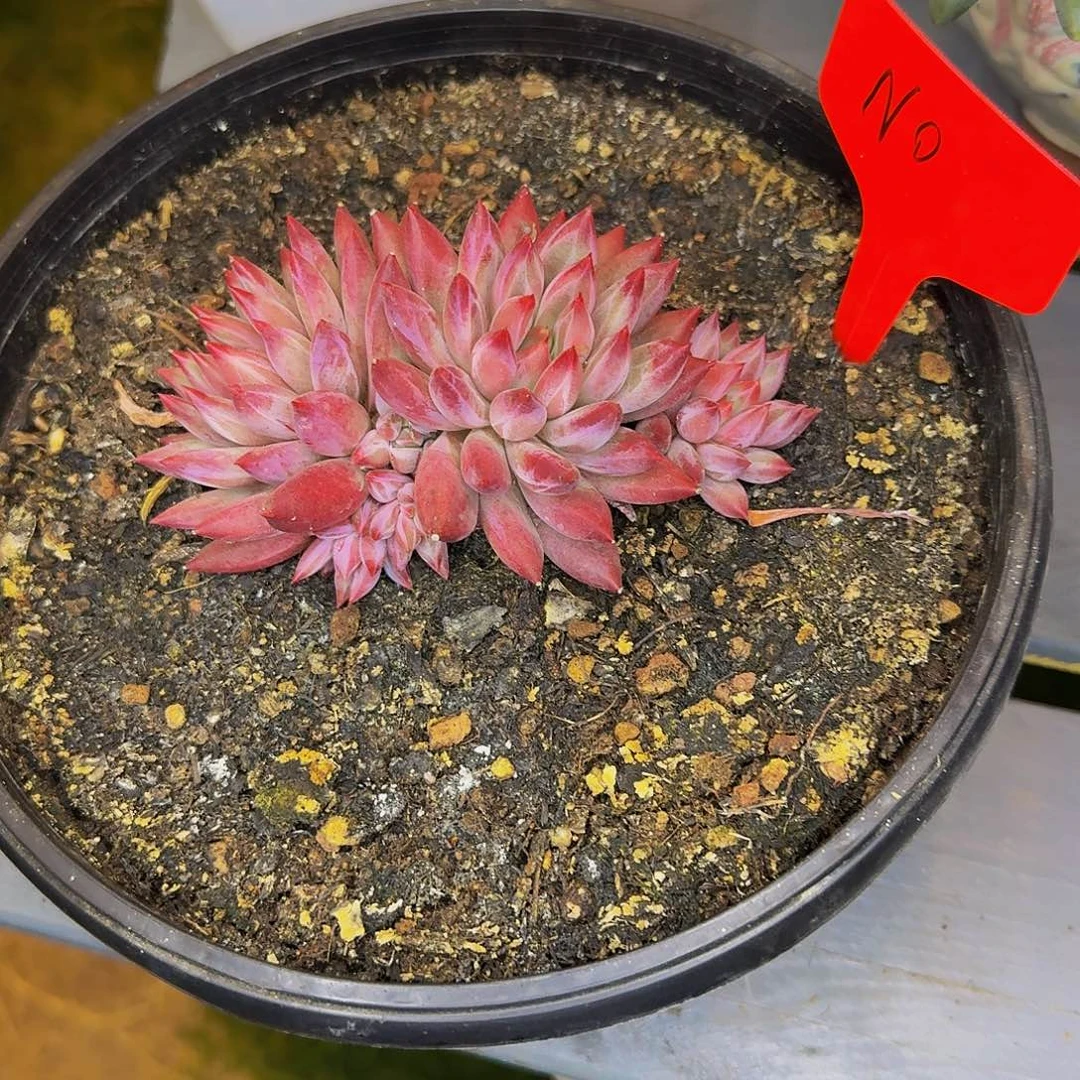 №***йno虞美人一颗发货